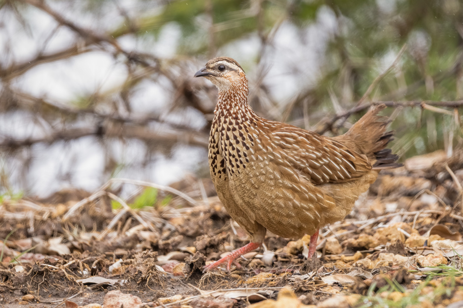 image Crested Francolin